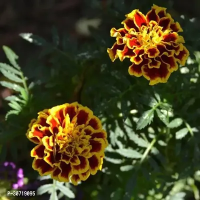 The Entacloo Marigold Plant Marigold Plant29-thumb0