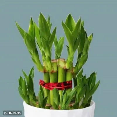 The Entacloo Two Layer Bamboo Plant BG-222-thumb2