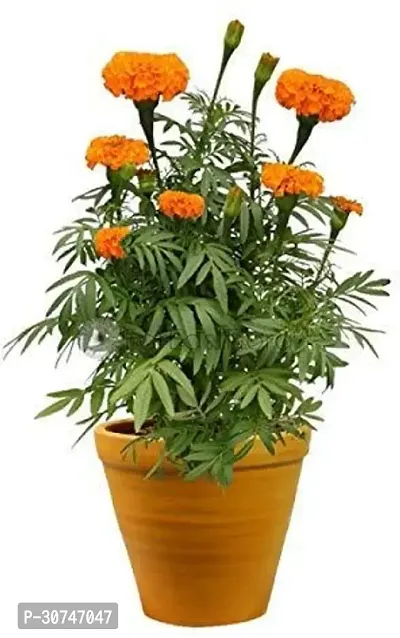 The Entacloo Marigold Plant Live Orange Marigold-thumb0