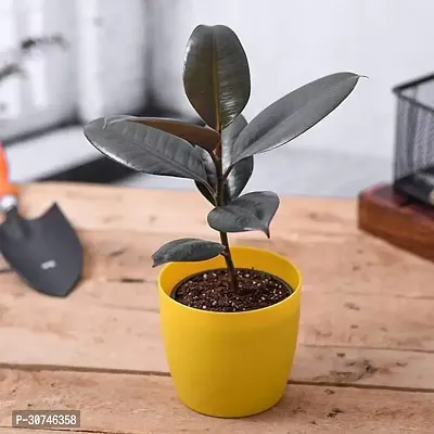 The Entacloo Rubber Tree Rubber Tree Rubber Plant Ficus elastica (Small)Plant-thumb0