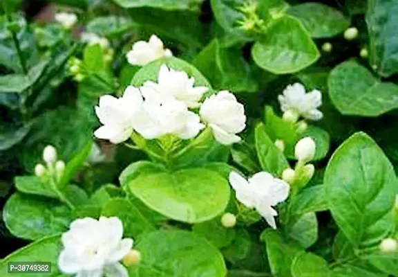 The Entacloo Jasmine Plant Jasmine flower plant-thumb0