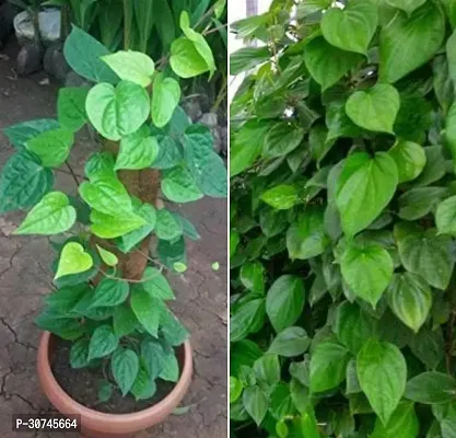 The Entacloo Betel Leaf Plant Betel Leaf Plant-thumb0