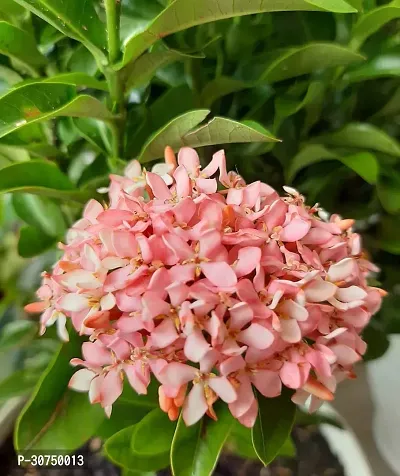 The Entacloo Trothic IxoraChethi Plant Trothic Ixora Chethi Red Plant Live Flower Disha999225-thumb0