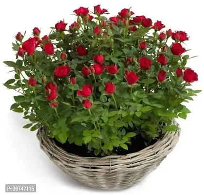 The Entacloo Rose Plant RED ROSE DEEP38-thumb0