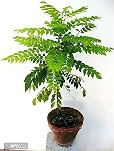 The Entacloo Curry Leaf Plant leafplt-thumb0