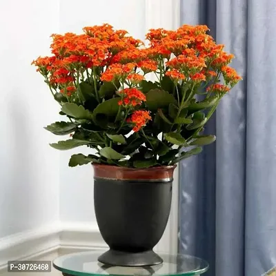 The Entacloo Kalanchoe Plant kalancho Flower Plant-thumb2