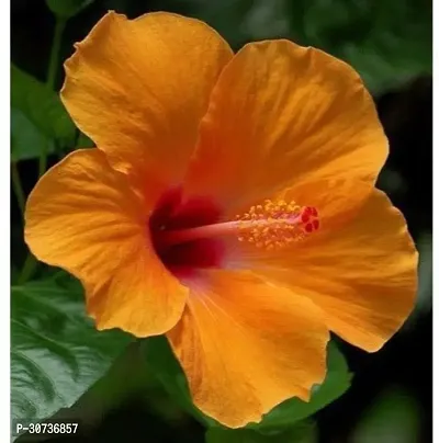 The Entacloo Hibiscus Plant PN-AC-N419-thumb0