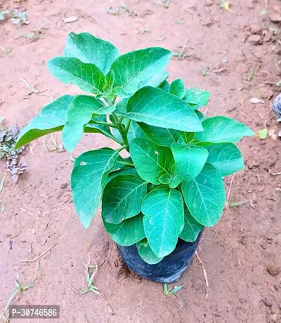 The Entacloo AshwagandhaIndian Ginseng Ashwagandhaindain Ginseng live Plant-thumb0