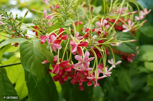 The Entacloo MadhumaltiRangoon Creeper MadhumalatiRangoon CreeperBurma CreeperChinese honeysuckle flower plant-thumb0