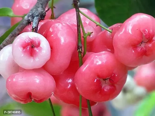 The Entacloo Jamun Plant GRAFTED RED SWEET RED WATER APPLE PLANT-thumb0