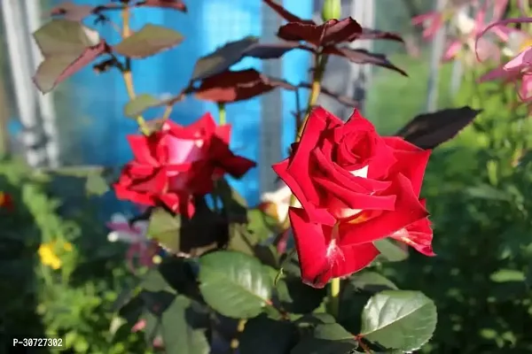 The Entacloo Rose Plant Red rose plant stem1-thumb0