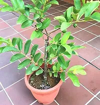 The Entacloo Guava Plant aaravGauva!50-thumb1