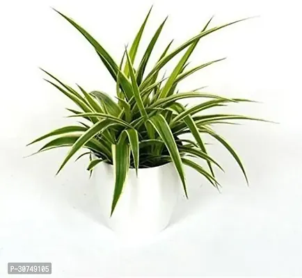 The Entacloo Spider Plant BHJG21-thumb0