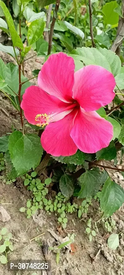 The Entacloo Hibiscus Plant Hibiscus biggest size flower plant-thumb0