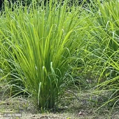 The Entacloo Lemon Grass Plant Lemon Grass Plant-8-thumb0