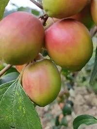 The Entacloo Ber Apple Plant Kashmiri Berkul-thumb2