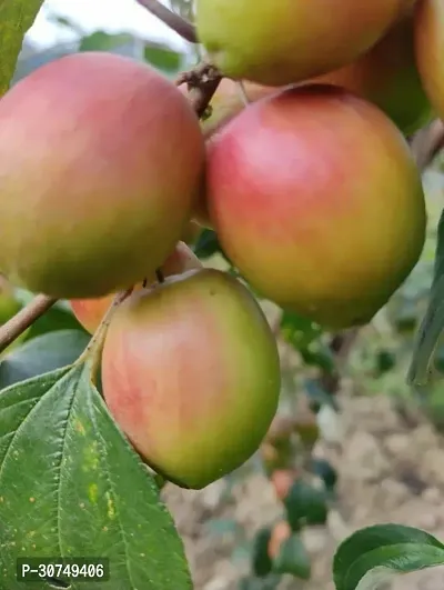 The Entacloo Ber Apple Plant Kashmiri Berkul-thumb3