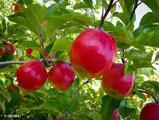 The Entacloo Apple Plant Kashimiry Apple plant Grafted and hybrid plantAS160-thumb0