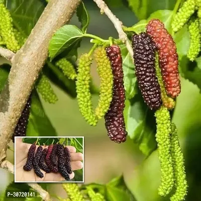 The Entacloo Berry Plant Sweet Mulberry Plant GH01-thumb2