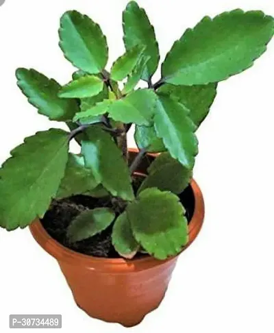 The Entacloo Live Panfuti Plant (Bryophyllum pinnatum) Patharkuchi Pinnat Kalancho Patharchatta - Medicinal Plant Patharchatta Medicinal Plant-thumb0