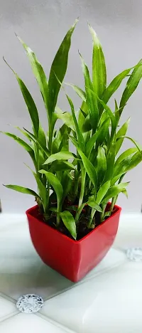 The Entacloo Two Layer Bamboo Plant 2 Layer Lucky bamboo Plant With Red Pot-thumb1