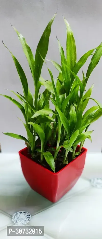 The Entacloo Two Layer Bamboo Plant 2 Layer Lucky bamboo Plant With Red Pot-thumb2