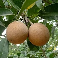 The Entacloo Chiku Plant Sapota Chikoo Cricket BallCalcutta large Fruit Grafted live plant in polybag.-thumb1