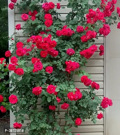 The Entacloo Rose Plant Climbing Rose Plant-23-thumb0