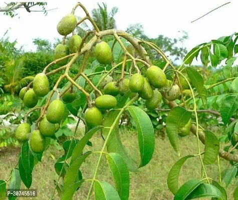 The Entacloo Amra Plant Amra Fruit Plant-thumb3