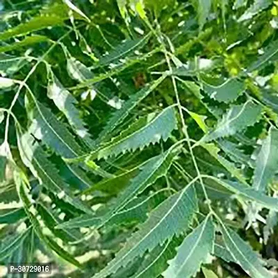 The Entacloo Neem Plant Neem Aarya Veppu Live Plant-thumb0