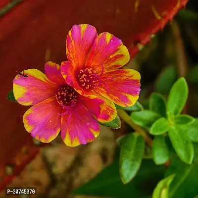 The Entacloo Portulaca Plant Portuluca Mixed Live Plant Disha0128-thumb0