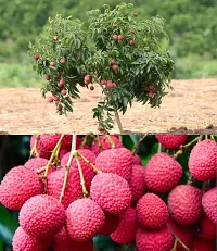 The Entacloo Litchi Plant Lichi plant-thumb2