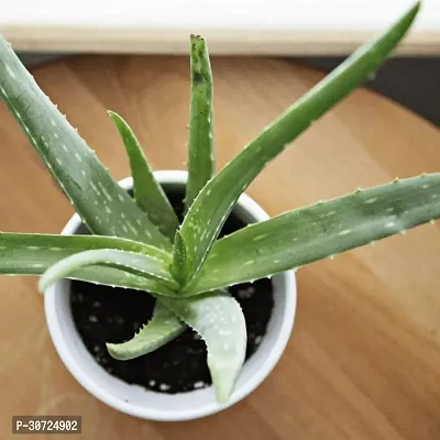 The Entacloo Aloe Vera Plant Aloe Vera Plant A13-thumb0