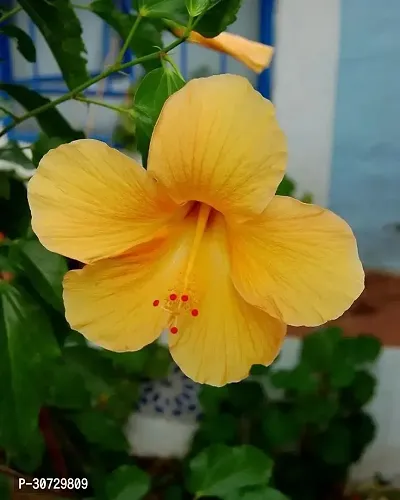 The Entacloo Hibiscus Plant Hibiscus Yellow Live Flower Plant Disha-90010-thumb0