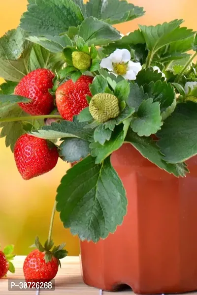 The Entacloo Strawberry Plant Strawberry Fruit Live Plant CF03