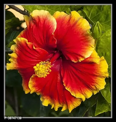 The Entacloo Hibiscus Plant ht yellow hibiscus plant 8-thumb0