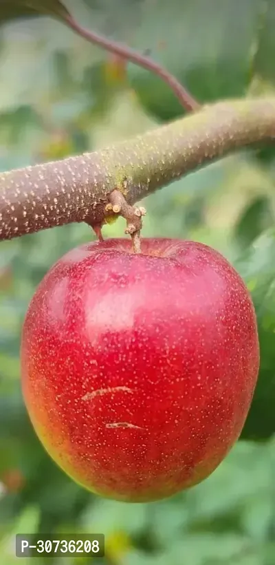 The Entacloo Ber Apple Plant MissIndiaAppleBer01-thumb3