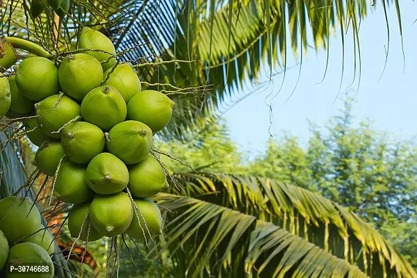 The Entacloo Coconut Plant Coconut Plant (AB0001)-thumb0