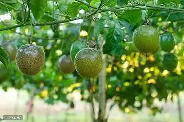 The Entacloo Passion Plant Passion fruit-thumb3