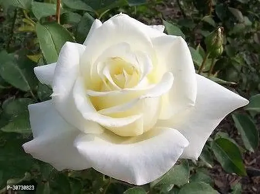 The Entacloo Rose Plant GROWING WHITE ROSE-thumb0