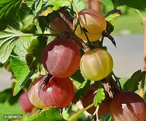 The Entacloo Amla Plant Red Amla Fruit Plant (R2)-thumb0