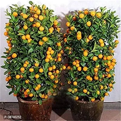 The Entacloo Orange Plant Orange Plant20-thumb0