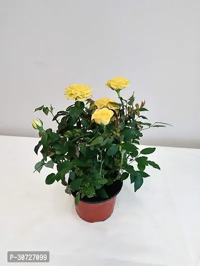 The Entacloo Rose Plant Climbing Rose red Live Plant with Nursery pot-thumb0