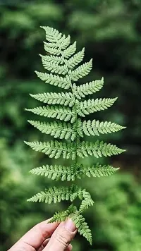 The Entacloo Fern Plant Fern Plant-thumb1