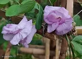 The Entacloo Aparajita Butterfly Pea Plant pink aparajita flower plant-thumb2