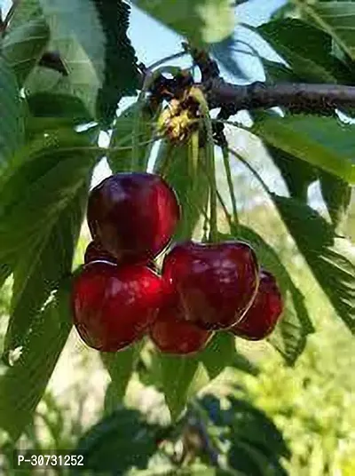 The Entacloo Cherry Fruit Plant 513Sweet Cherry Hybrid Plant-thumb0