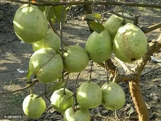 The Entacloo Guava Plant Live Rare Grafted Layering GuavaPunjab SafedaHybrid Variety 1 Live Plant-thumb2