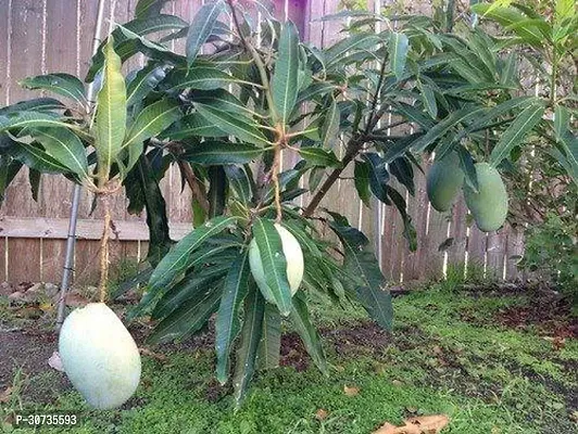 The Entacloo Mango Plant CHANDRO MOLLICA MANGO GRAFTED PLANT CF302-thumb0