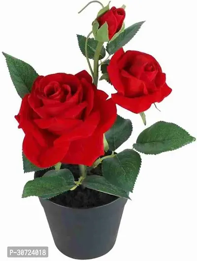 The Entacloo Rose Plant Red Rose-thumb0