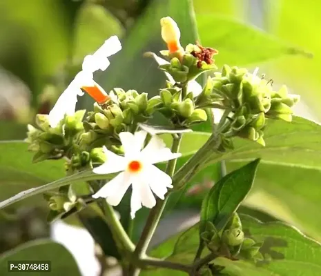 The Entacloo ZZ Plant Hybrid Nightflowering jasmineshiuli plant15